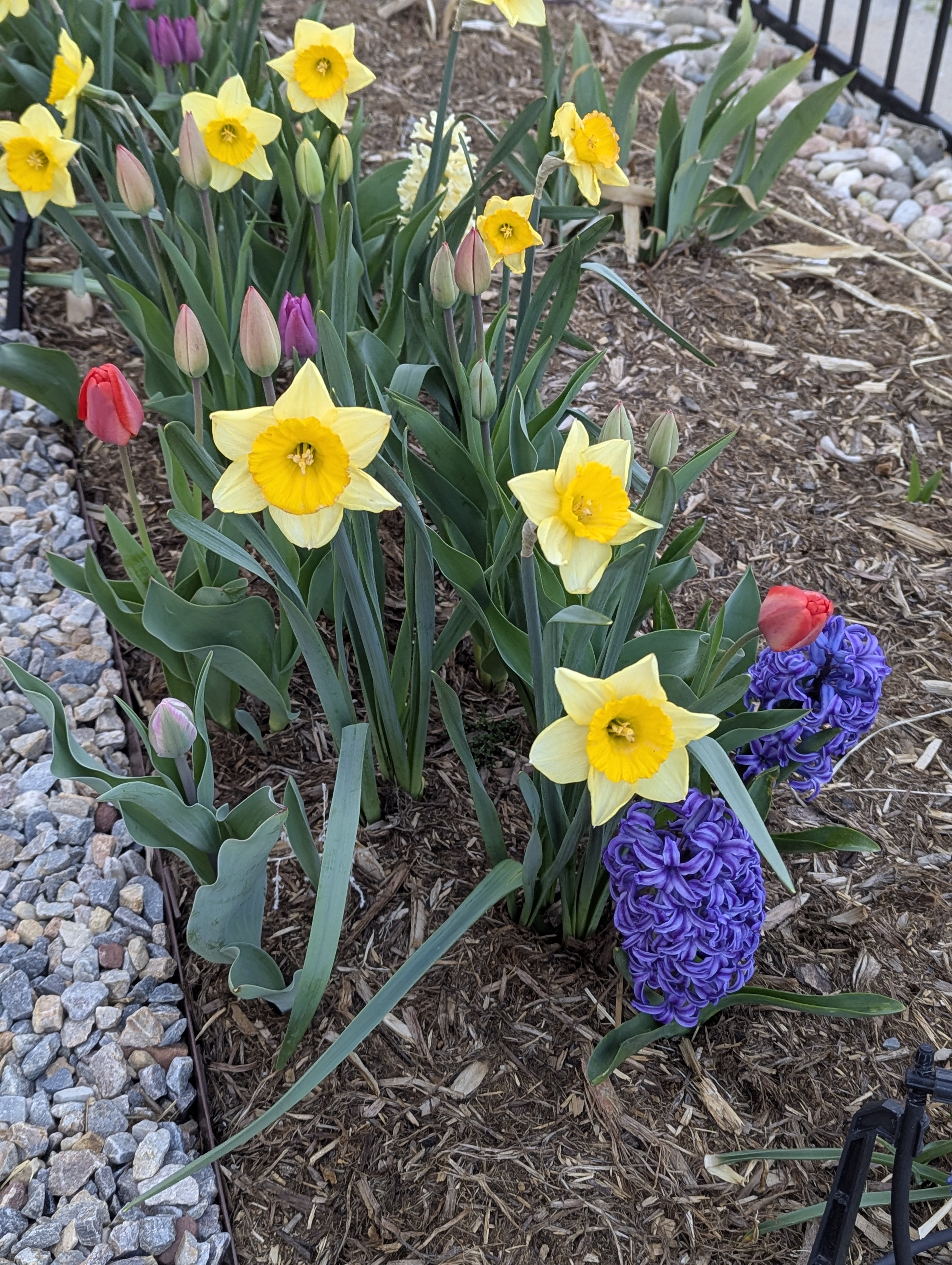 Garden, Flowers, Morrison, Colorado